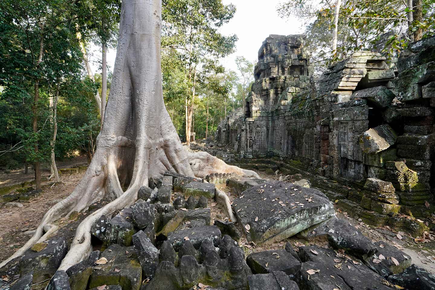 alc-racines-noeuds-a-resoudre_1440x960 Tree roots intermingled with debris - Photo by Aurore Lacas