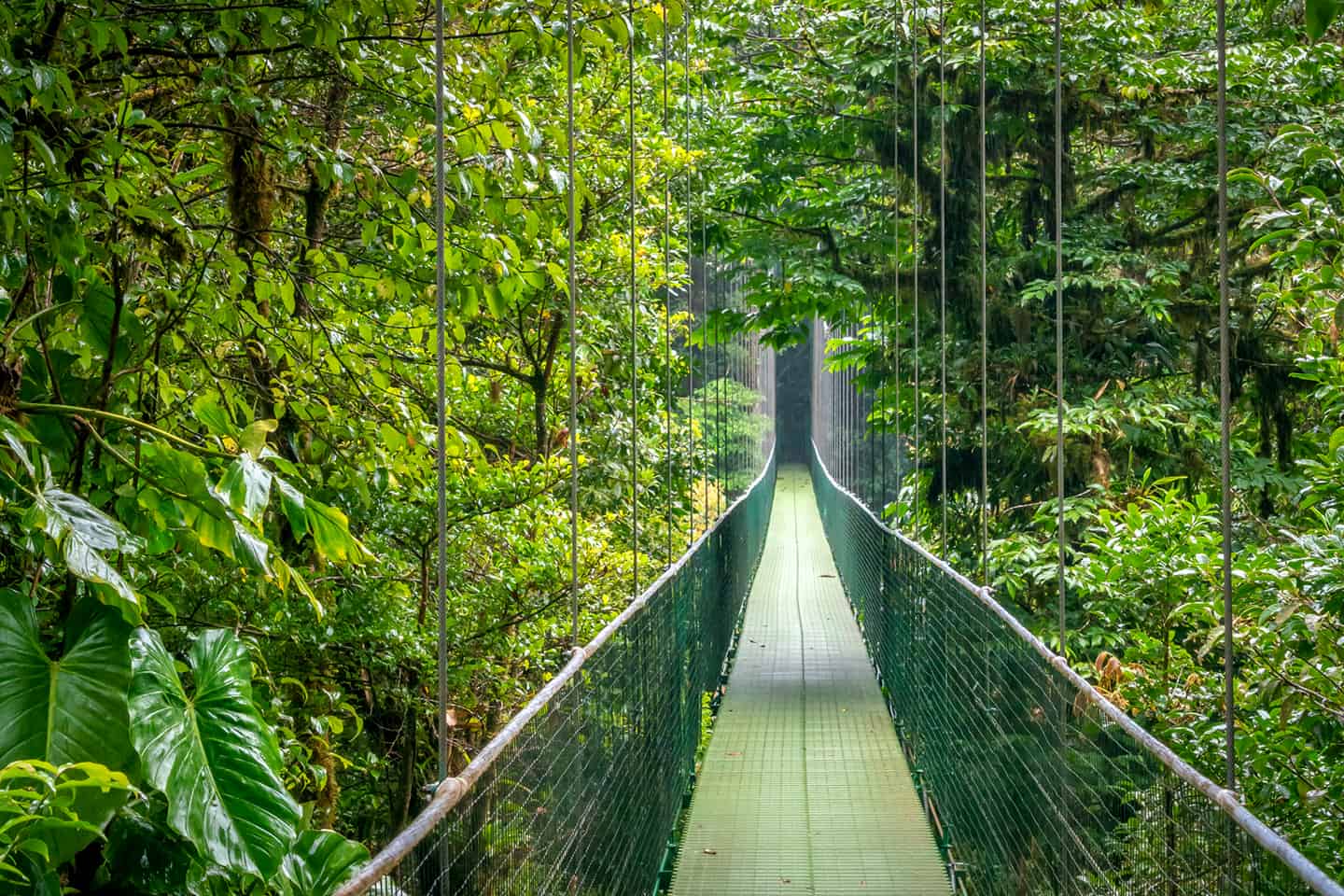 pont-suspendu-aurore-lacas-coaching_1440x960 Suspension bridge in the jungle - Photo by Aurore Lacas